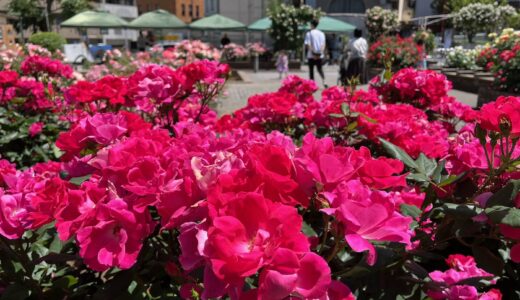 赤坂・氷川公園の「ローズフェスティバル」に行ってきた！